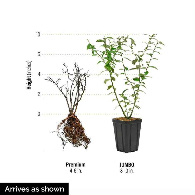 TopHat Blueberry Bush - Dwarf Edible Shrub for Patios and Balconies 2