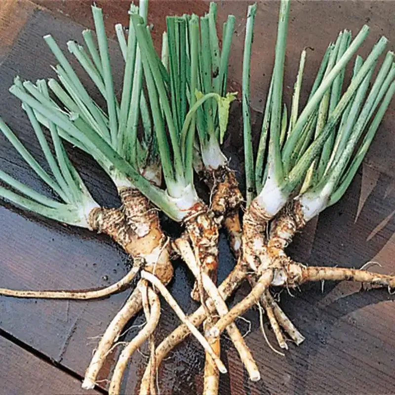 Hybrid Horseradish Roots for Home Gardening and Culinary Use