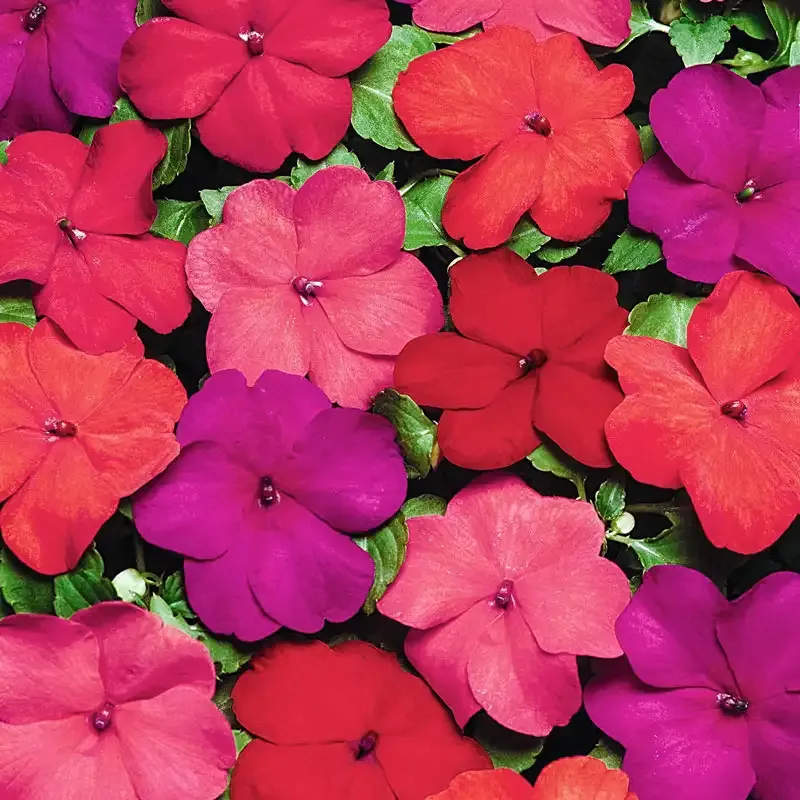 XP Hot Impatiens Mixture Annual Flower Seeds