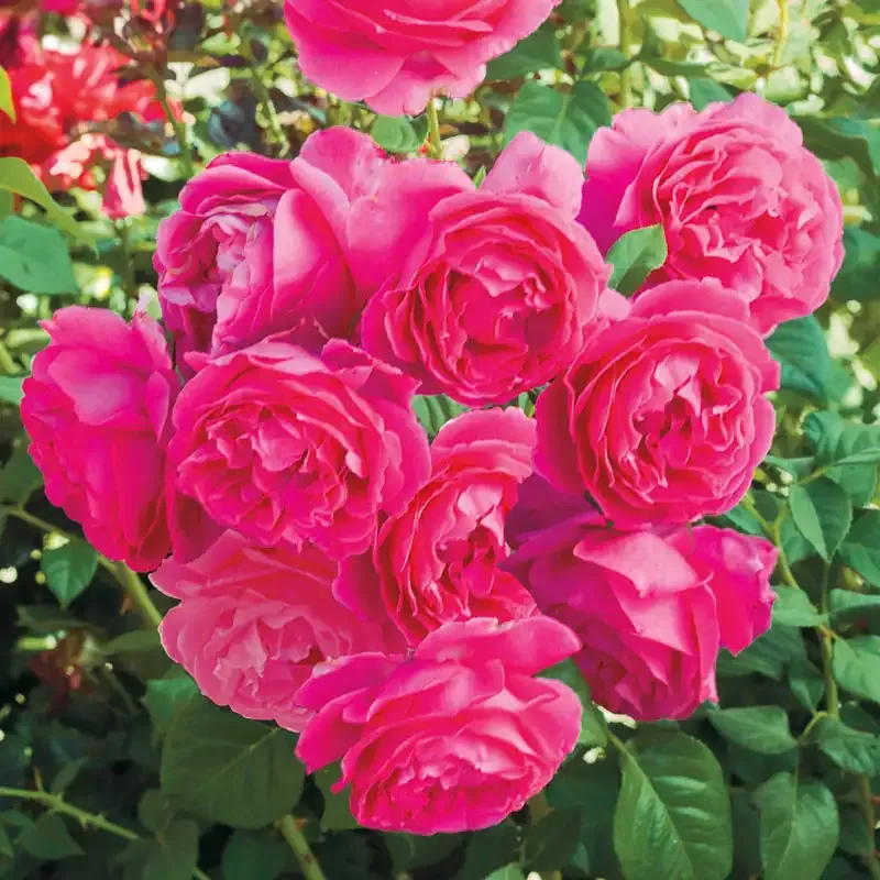Hybrid Tea Rose Shrub - Large Fragrant Deep Pink Blooms