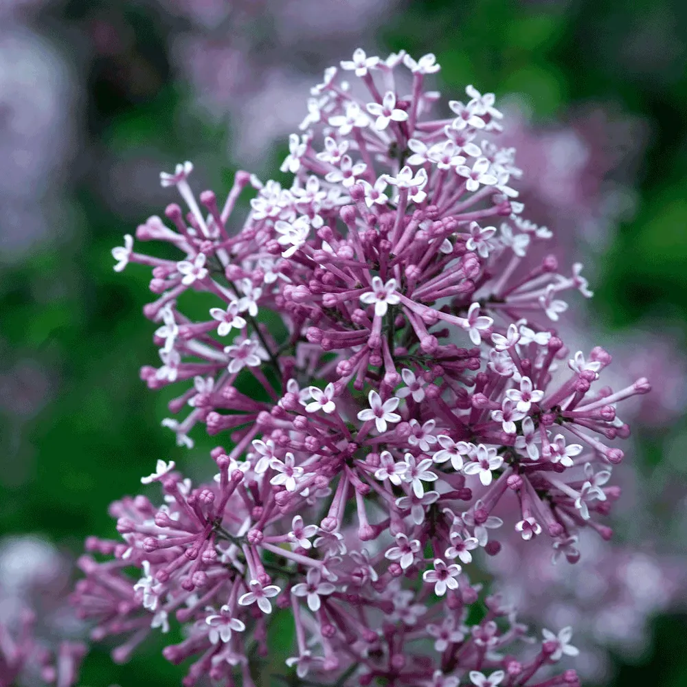 Bloomerang Reblooming Lilac Flowering Shrub 2