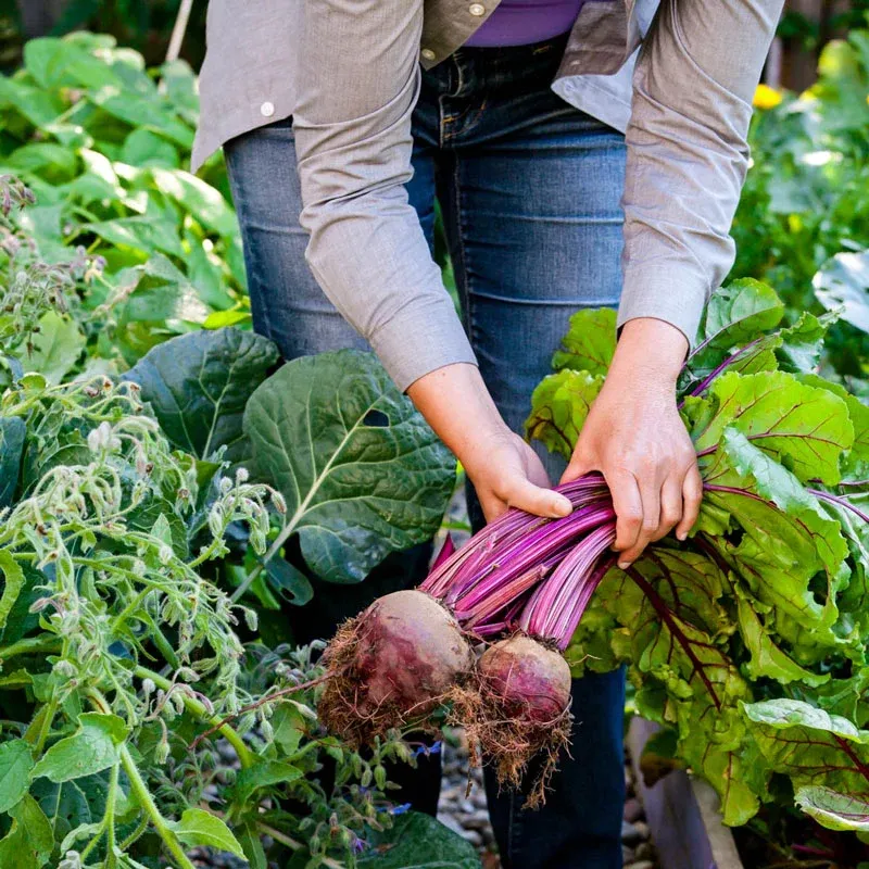 Hybrid Beet Seeds for Consistent Root Vegetable Cultivation