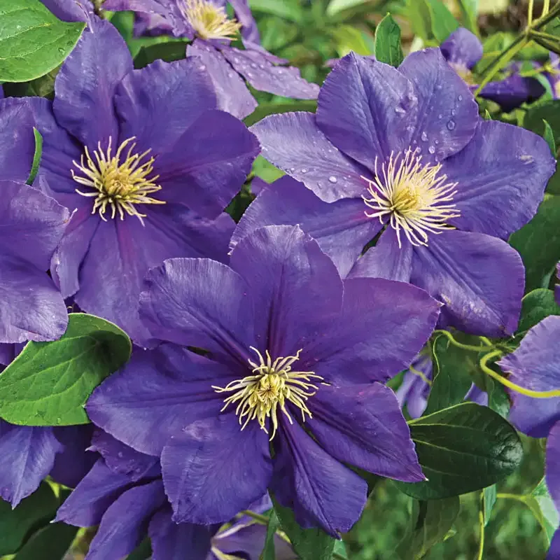 Clematis General Sikorski Large-Flowered Perennial Climbing Vine