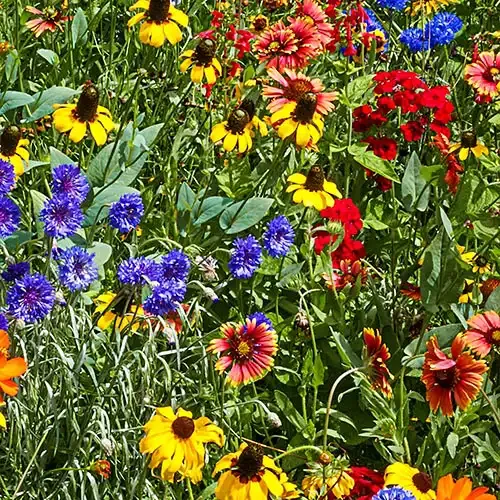 Southeast Wildflower Seed Mix - Native Pollinator-Friendly Flower Seeds