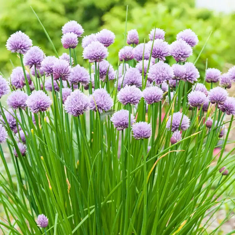 Chive Herb Seeds for Home Garden and Culinary Use