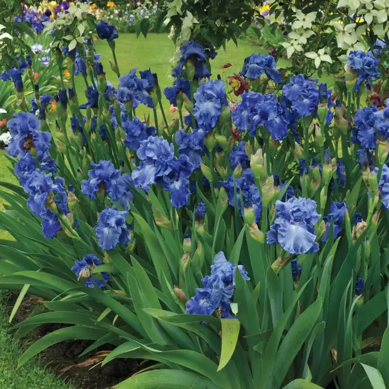 Victoria Falls Reblooming German Iris Perennial Rhizomes 3