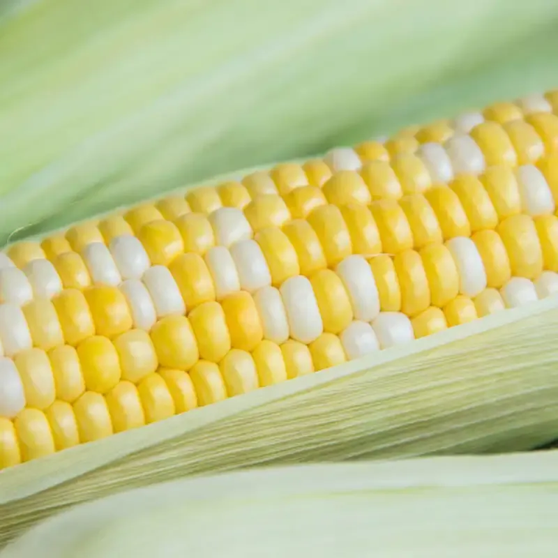Hybrid Sweet Corn Seeds for Home Vegetable Gardening 3