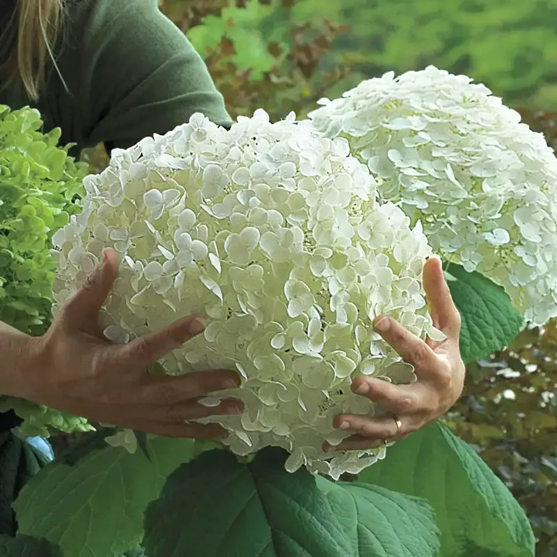 Incrediball Hydrangea Arborescens Flowering Shrub