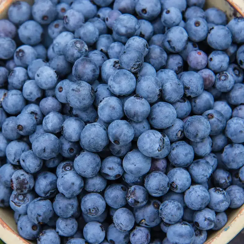 Mini Blues Northern Highbush Blueberry Compact Fruit Shrub