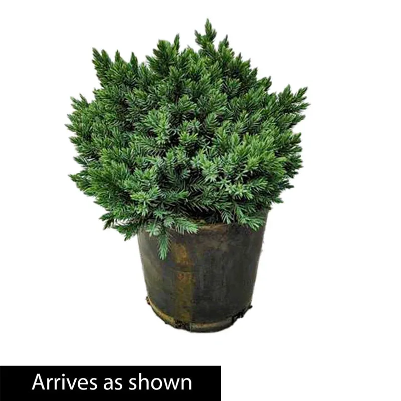 Blue Star Juniper (Juniperus squamata) Dwarf Evergreen Shrub 2