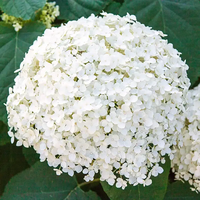 Annabelle Hydrangea Arborescens White Flowering Deciduous Shrub