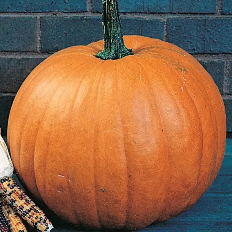 Connecticut Field Pumpkin Seeds - Heirloom Variety for Large Orange Pumpkins