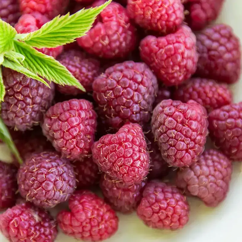 Crimson Night Raspberry Plant - Hardy Perennial Berry Bush 1
