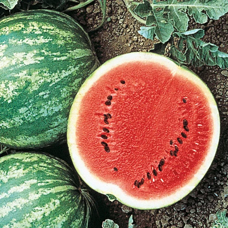 Crimson Sweet Watermelon Seeds - Open-Pollinated Heirloom Variety