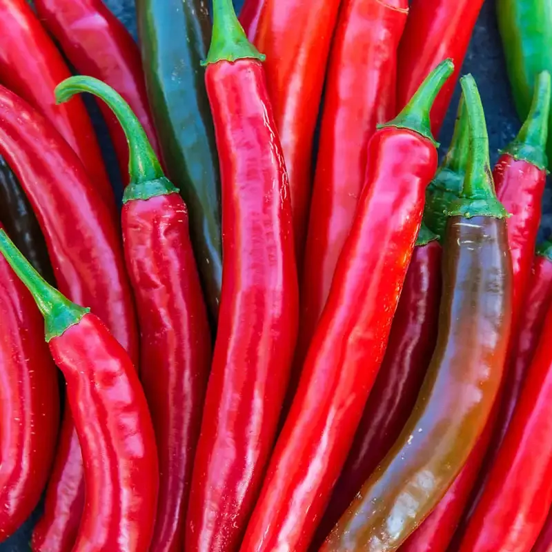 Salsa Hybrid Hot Pepper Seeds for Home Gardening