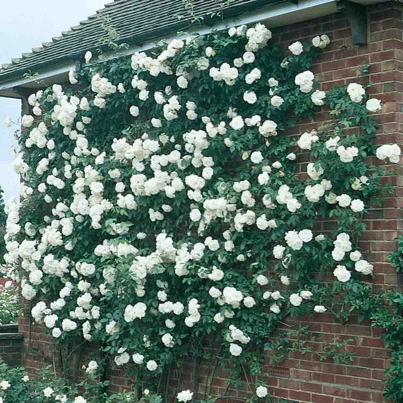 Climbing Iceberg Rose - Repeat-Blooming White Floribunda Climber 2
