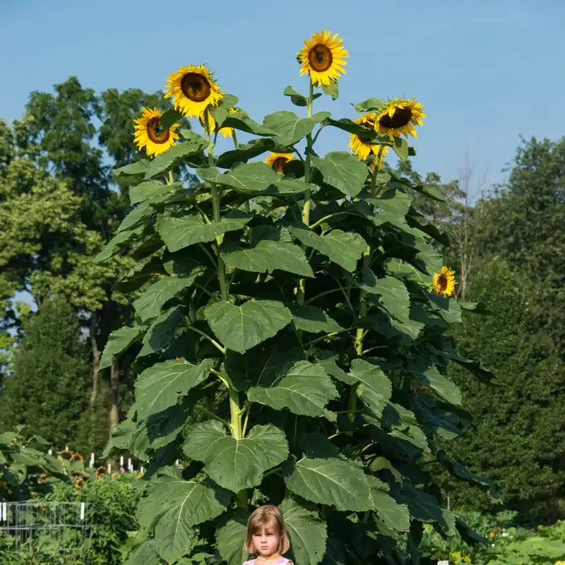 American Giant Sunflower Heirloom Seeds for Tall Garden Displays