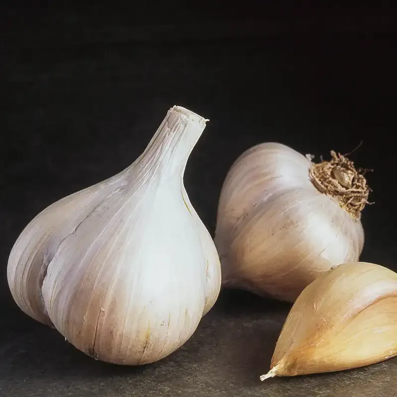 Red, White & Purple Garlic Trio - Assorted Culinary Garlic Bulbs 2