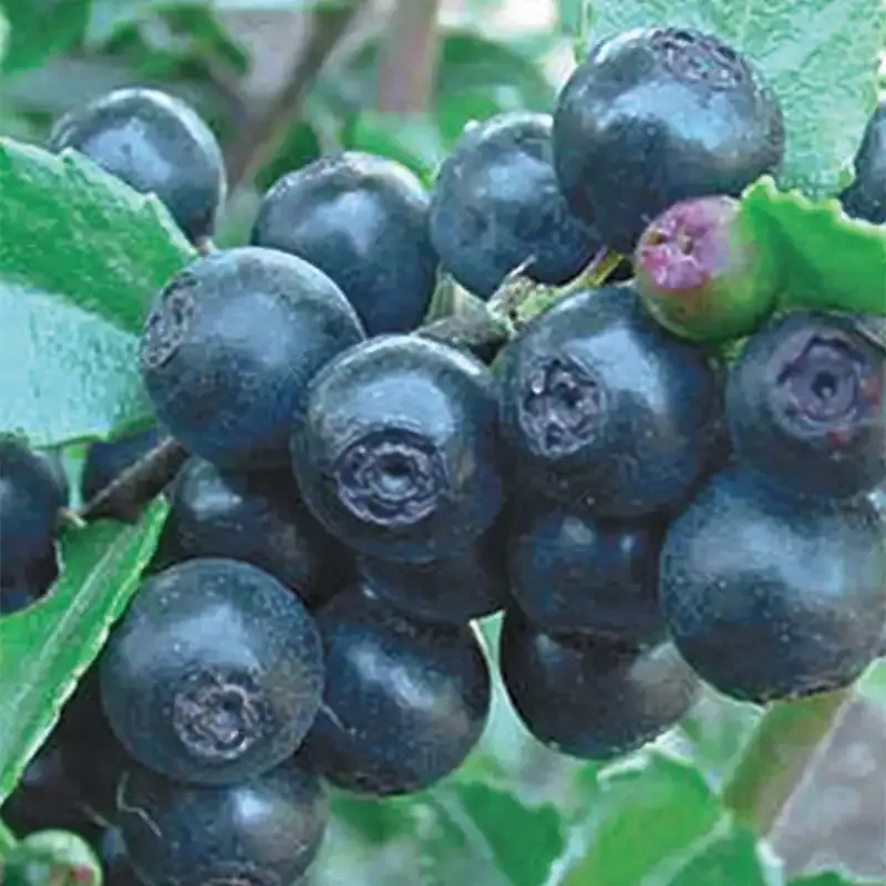 Huckleberry Plant - Hardy Edible Shrub for Garden Cultivation
