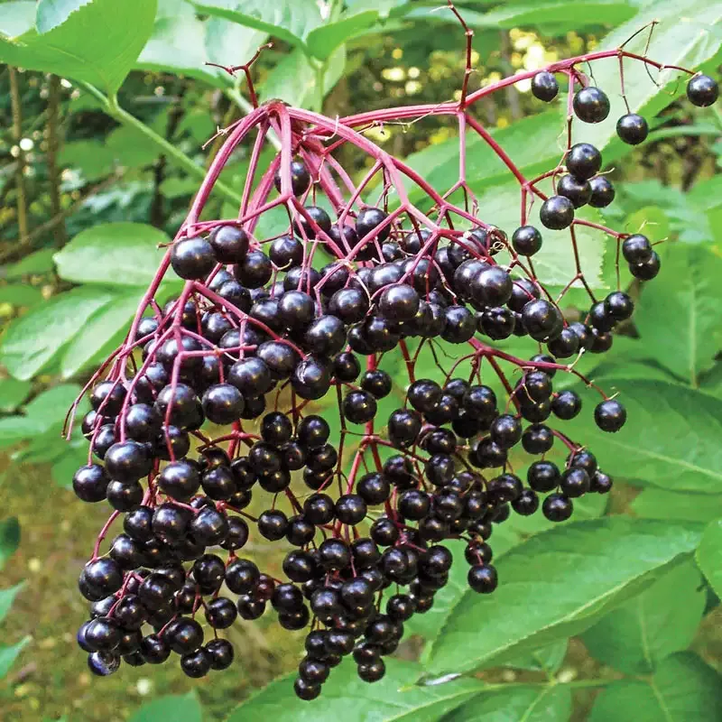 Wyldewood Elderberry Plant (Sambucus canadensis) - Fruit-Bearing Garden Shrub