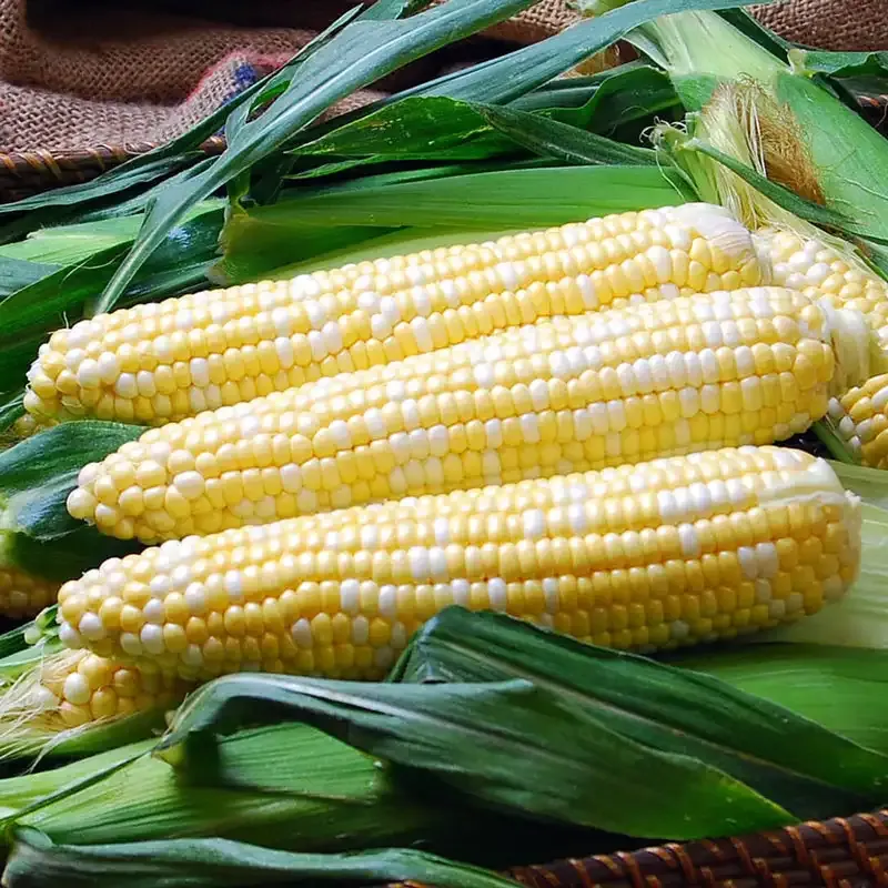 Solstice Sweet Corn Seeds for Home Vegetable Gardening