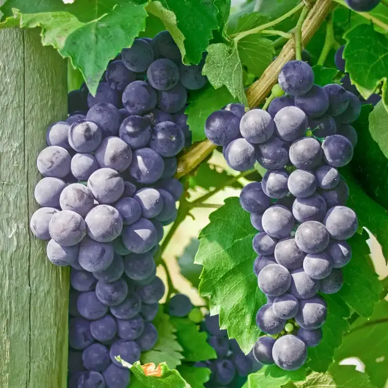 Seedless Grape Vine for Home Gardens - Hardy Fruit-Bearing Variety 1