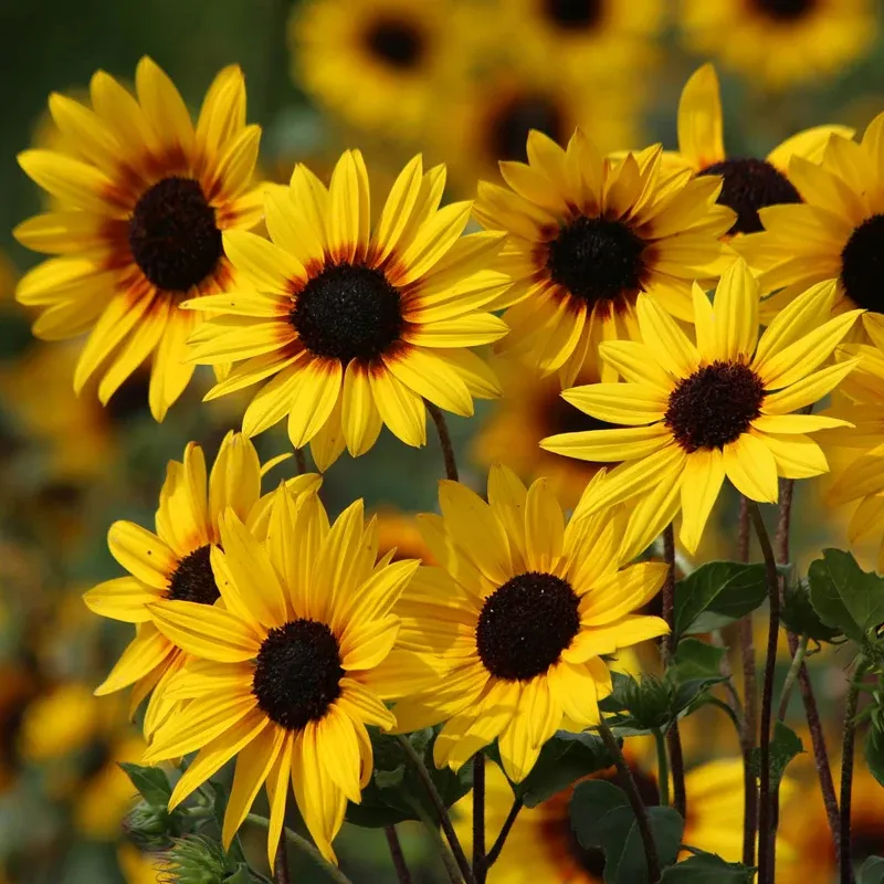 Helianthus Sunflower Decorative Ornament in Gold Finish