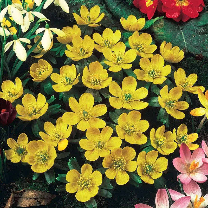 Bee and Butterfly Garden Collection - Pollinator-Friendly Flower Seed Mix 2