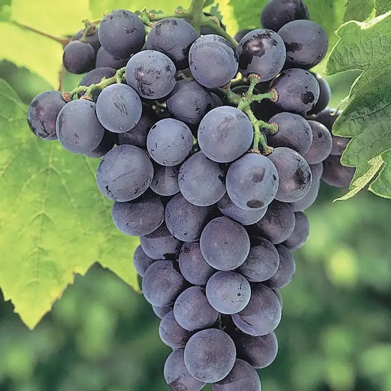 Seedless Grape Vine for Home Gardens - Hardy Fruit-Bearing Variety