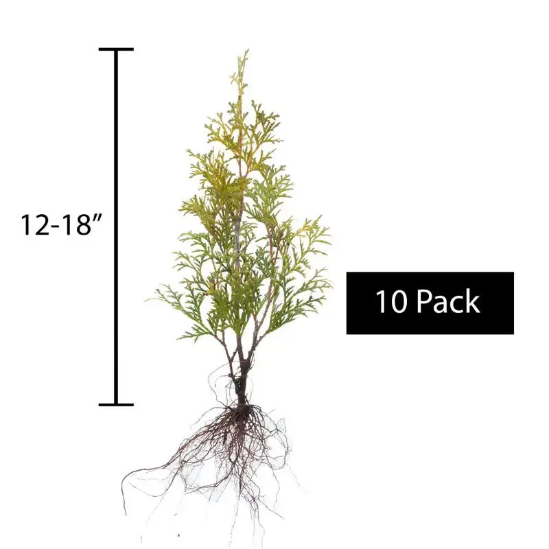 Pyramidal Arborvitae Evergreen Privacy Hedge 2