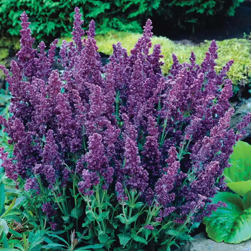 Plumosa Double Salvia Flowering Perennial Plant
