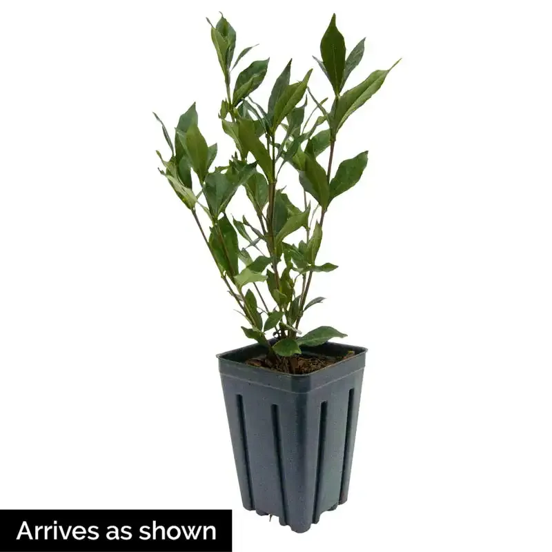Double Mint Gardenia Fragrant Evergreen Flowering Shrub 1
