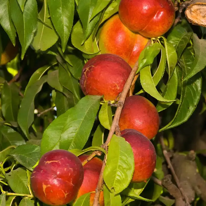 Fantasia Nectarine Tree - Smooth-Skinned Yellow Flesh Variety