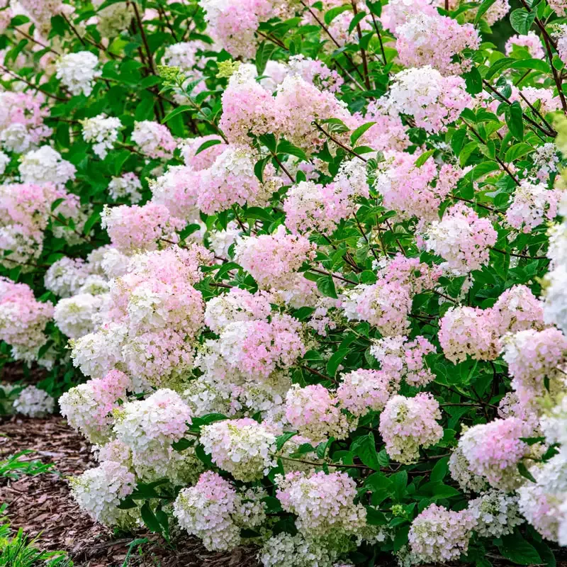 Strawberry Sundae Hydrangea Paniculata Flowering Shrub 2