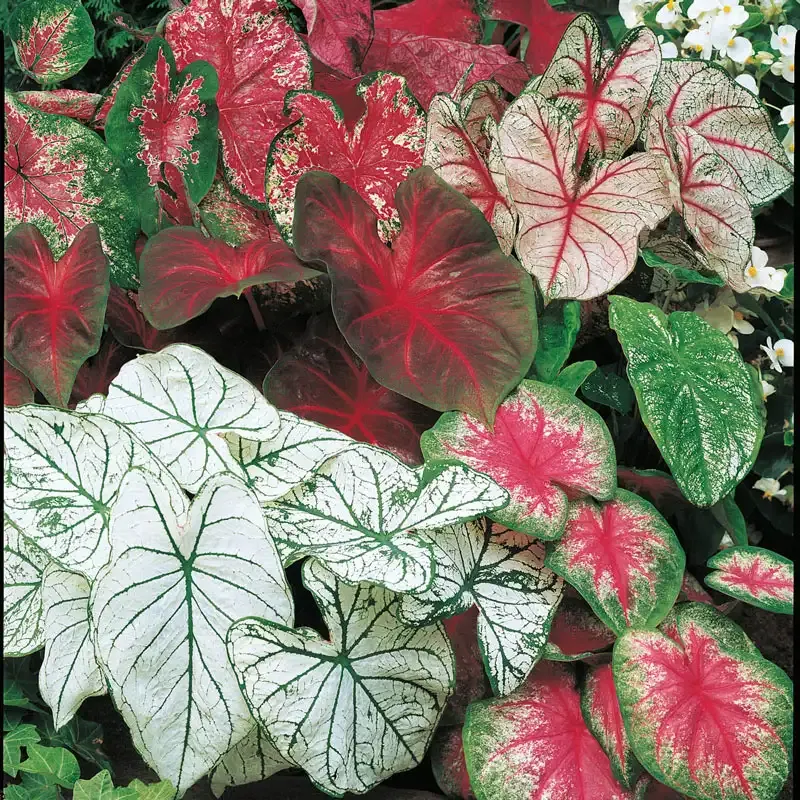 Mixed Caladium Plants - Assorted Tropical Foliage for Indoor and Garden Spaces