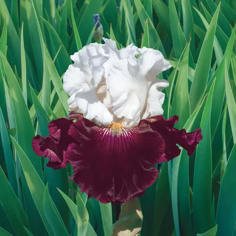 Twist of Sheree Reblooming Bearded Iris Perennial Rhizomes