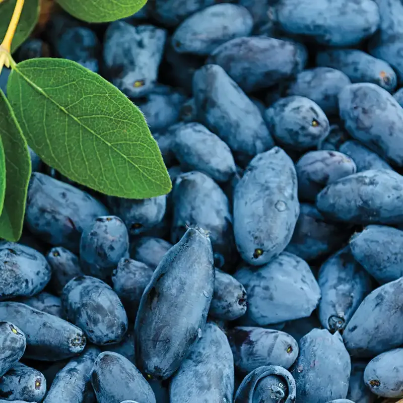 Sunrise Honeyberry Plant - Cold Hardy Edible Shrub