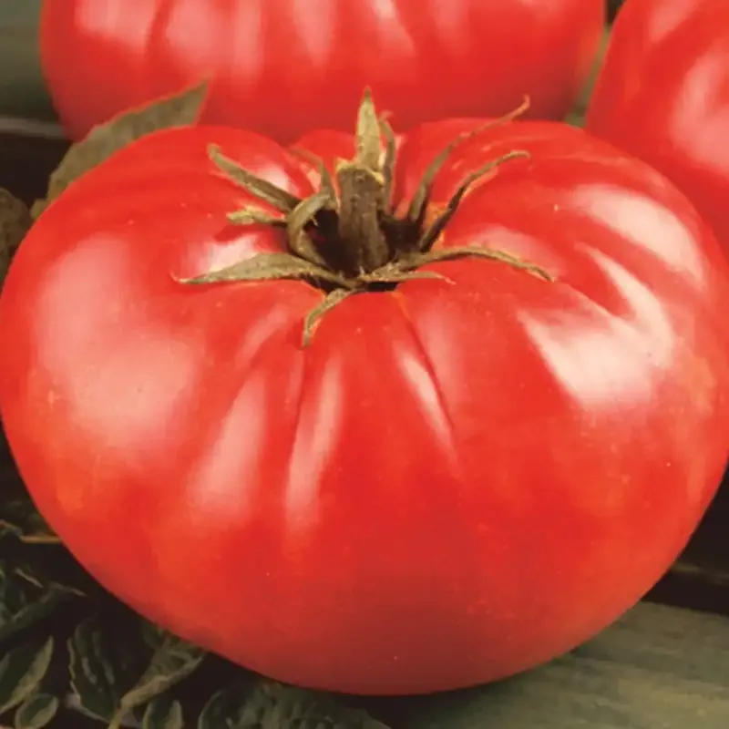 Mortgage Lifter Heirloom Tomato Seeds - Large Pink Beefsteak Variety