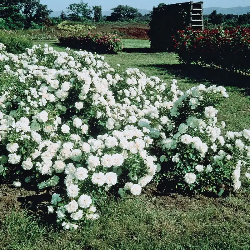 White Spreading Shrub Rose - Disease-Resistant Landscape Groundcover