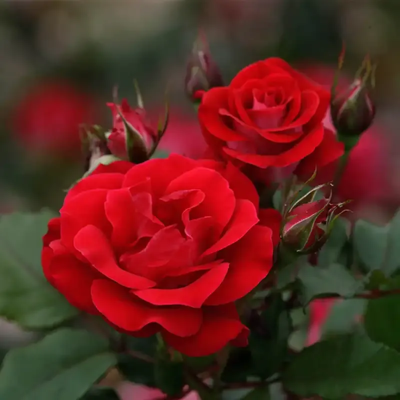 Take It Easy Rose Floral Decorative Ornament