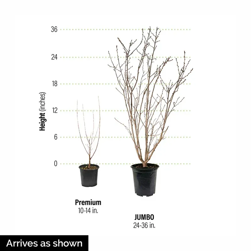 Cutie Pie Dwarf Cherry Bush - Compact Fruit-Bearing Shrub 1