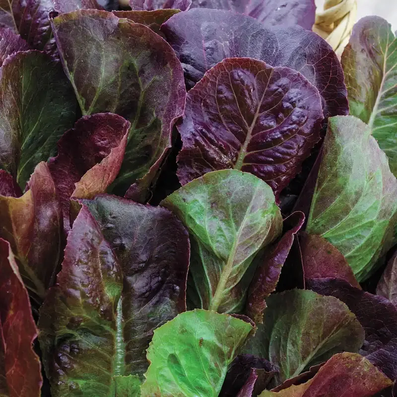 Cimarron Romaine Lettuce Heirloom Seeds - Heat Tolerant Vegetable Garden Variety
