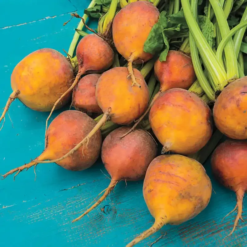 Boldor Golden Beet Seeds - Heirloom Yellow Beetroot for Home Gardens
