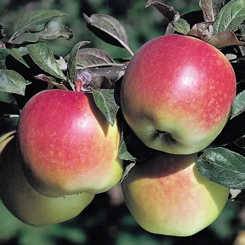 Realistic Artificial Apple Tree for Indoor Home and Office Decoration