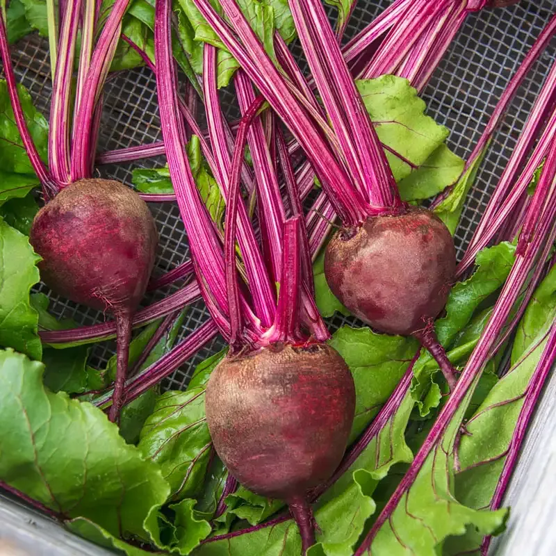 Red Cloud Hybrid Beet Seeds for Home Gardening