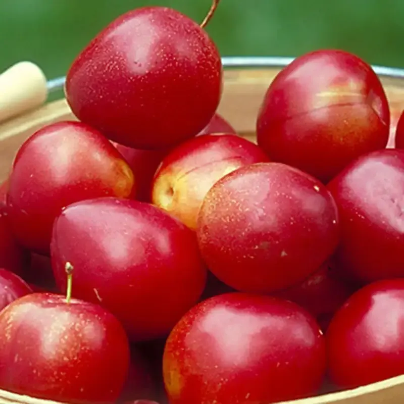 Hardy Roadside Plum Tree Ornamental Fruit Sapling