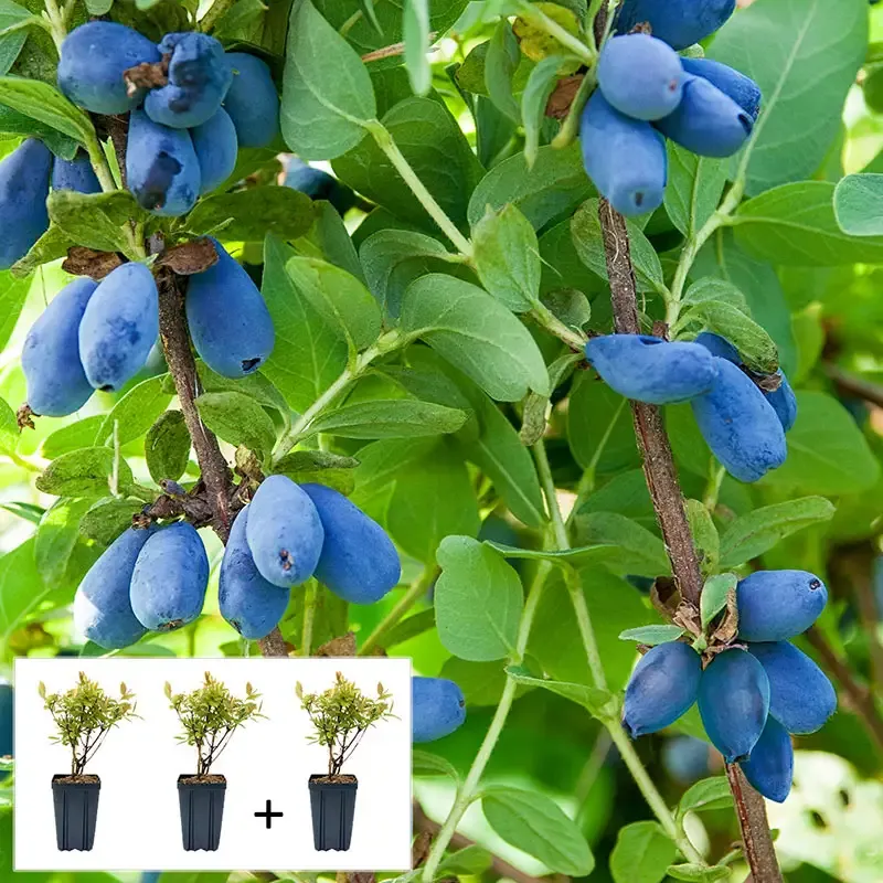 Honeyberry Bundle - Hardy Lonicera caerulea Fruit Plants