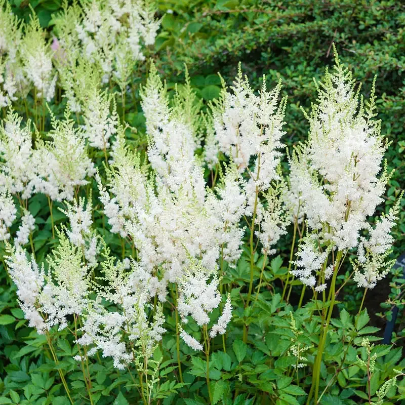 Astilbe Diamond Shade-Tolerant Perennial Flowering Plant