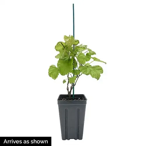 Seedless Grape Vine for Home Garden Cultivation 4