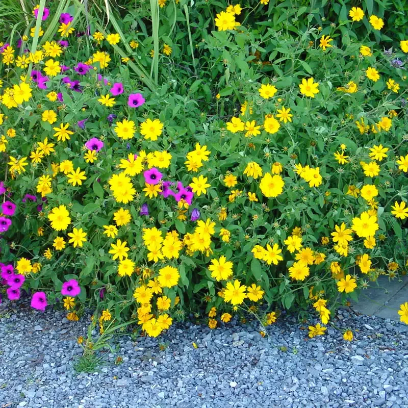 Sunshine Superman Coreopsis Perennial Golden-Yellow Flowering Plant 1